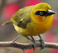 Olive-naped Weaver