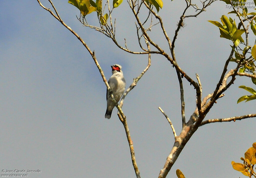 Masked Tityra