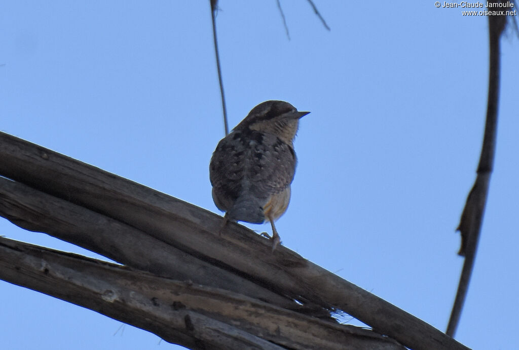 Eurasian Wryneck