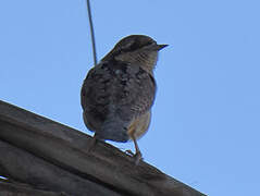 Eurasian Wryneck