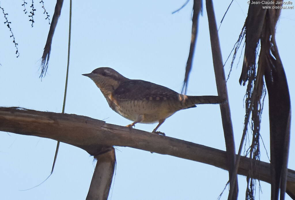 Eurasian Wryneck