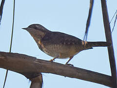 Eurasian Wryneck