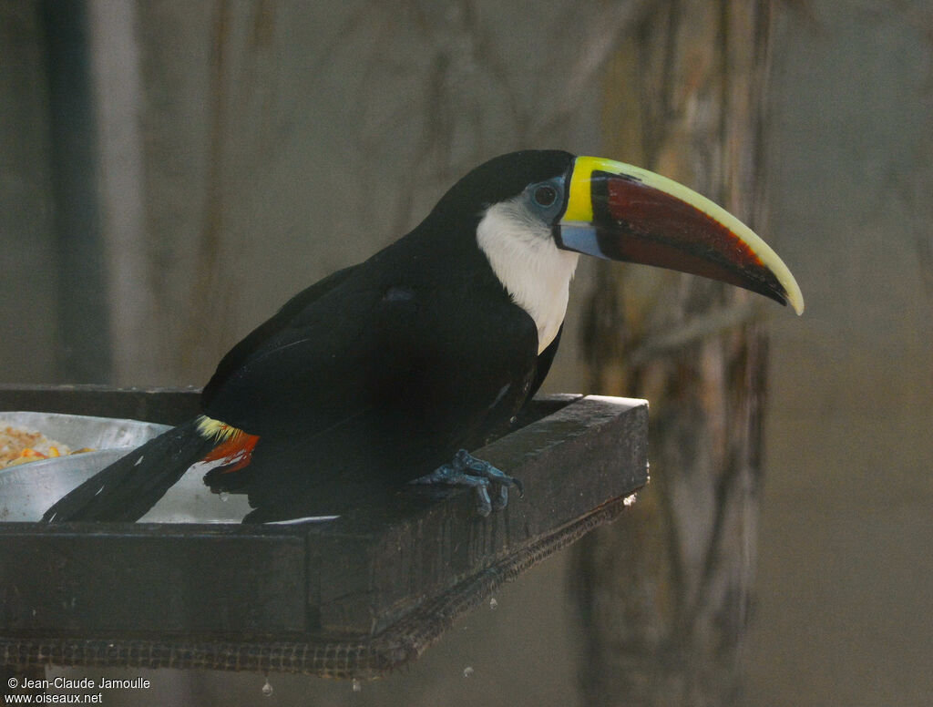 Toucan à bec rouge