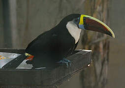 White-throated Toucan