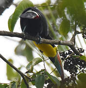 Toucan à carène