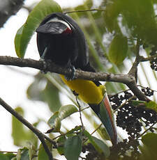 Toucan à carène