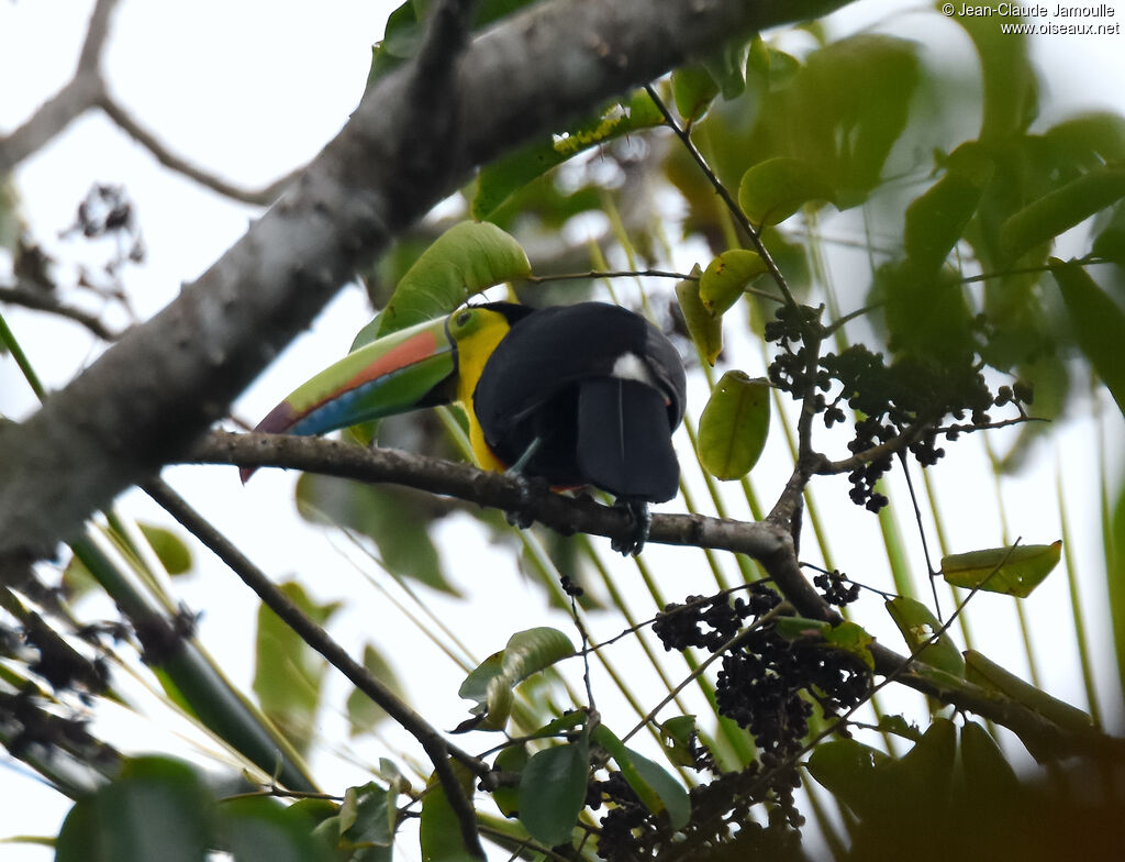 Keel-billed Toucan