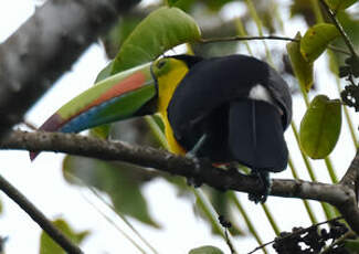 Toucan à carène