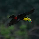 Toucan à carène