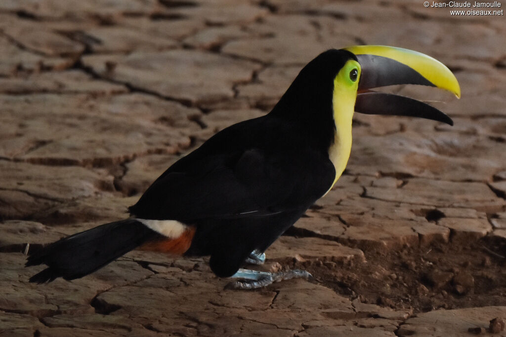 Yellow-throated Toucan