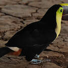 Toucan tocard