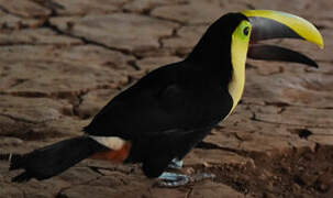 Yellow-throated Toucan