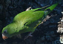 White-winged Parakeet