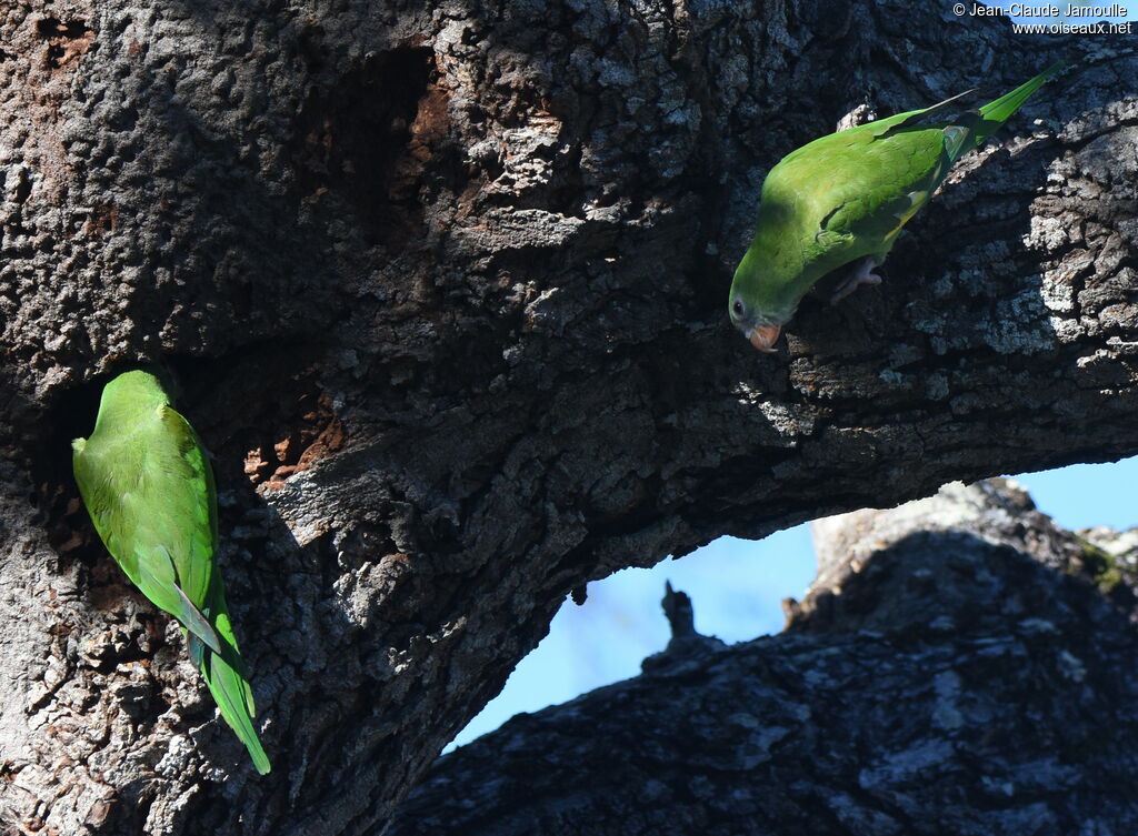 White-winged Parakeet