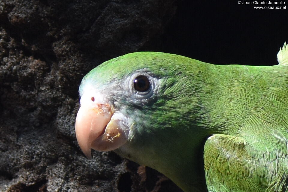 White-winged Parakeet