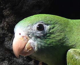 Toui à ailes variées