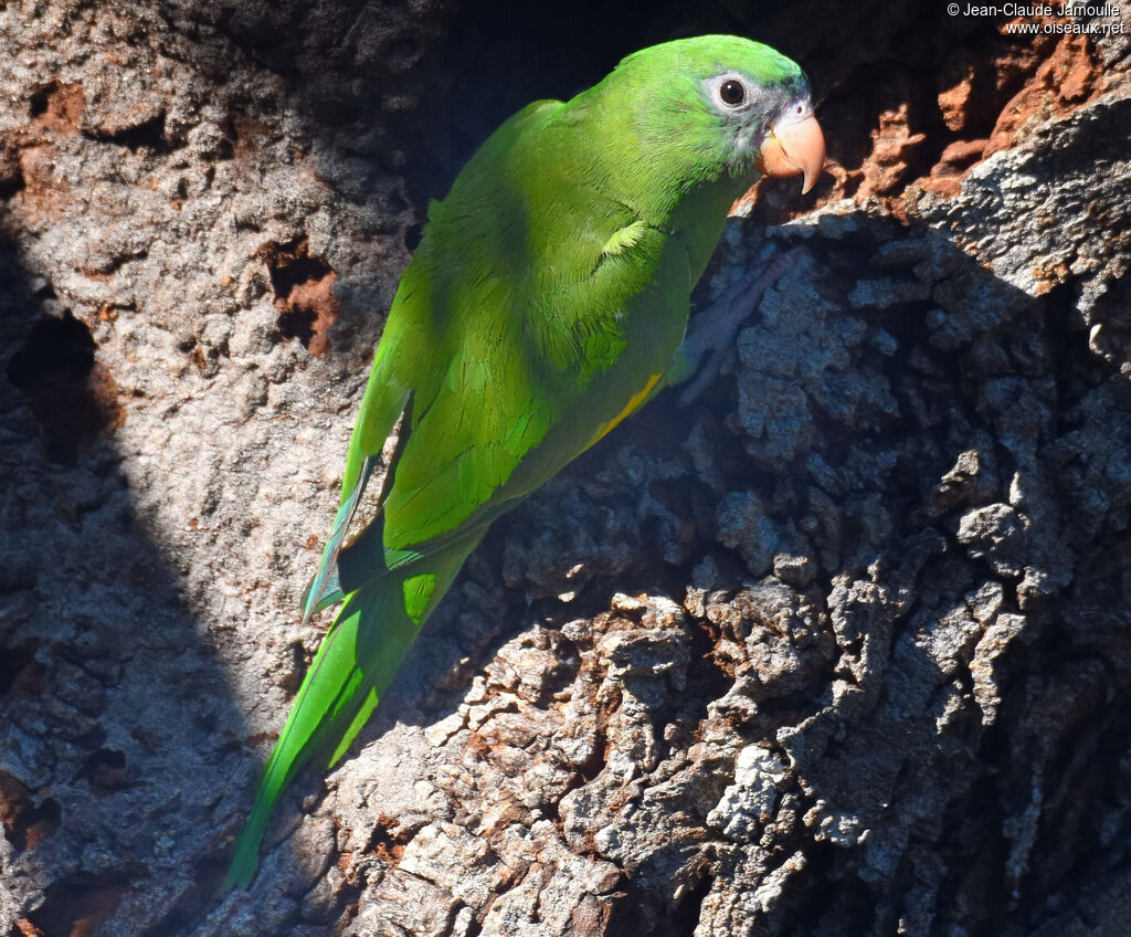 White-winged Parakeet