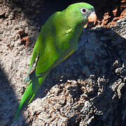 White-winged Parakeet