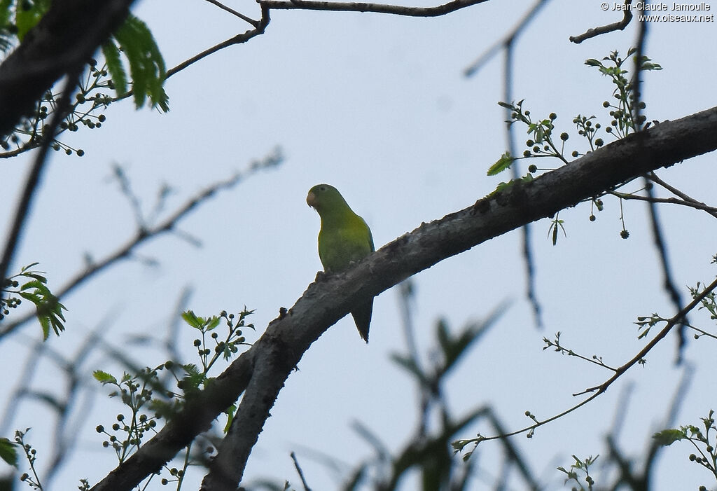 Orange-chinned Parakeet