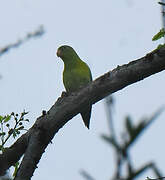 Orange-chinned Parakeet