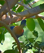 Purple-crested Turaco