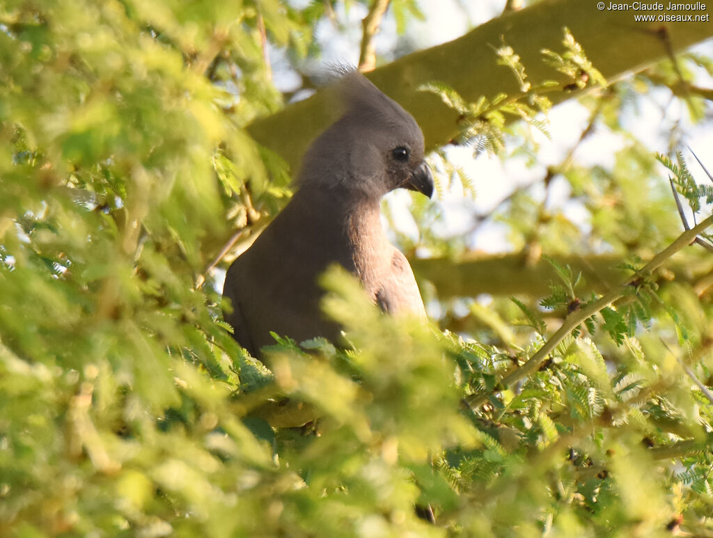 Grey Go-away-bird