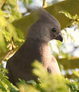 Grey Go-away-bird