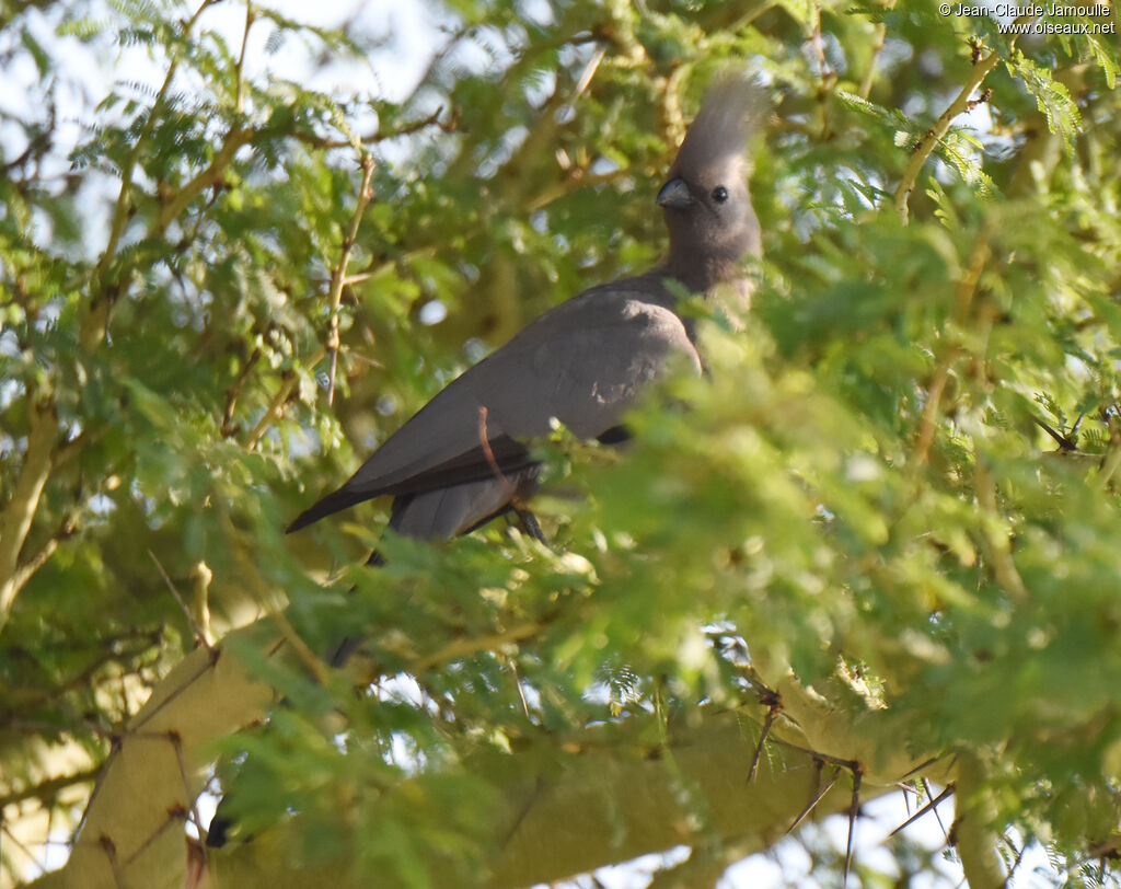 Grey Go-away-bird