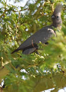 Grey Go-away-bird