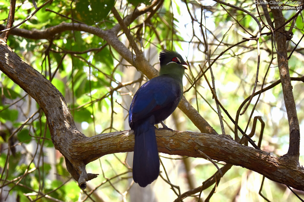 Hartlaub's Turaco