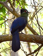 Hartlaub's Turaco