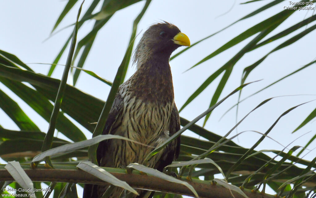 Western Plantain-eater