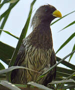 Western Plantain-eater