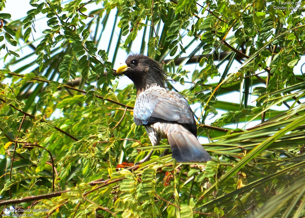 Western Plantain-eater, Behaviour