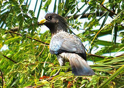 Western Plantain-eater