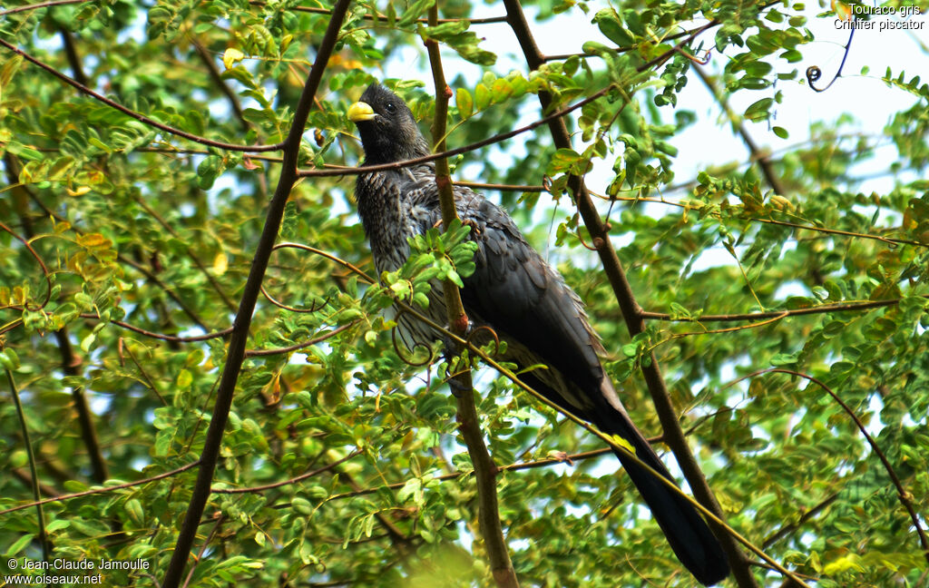 Western Plantain-eater, Behaviour