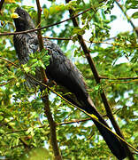 Western Plantain-eater