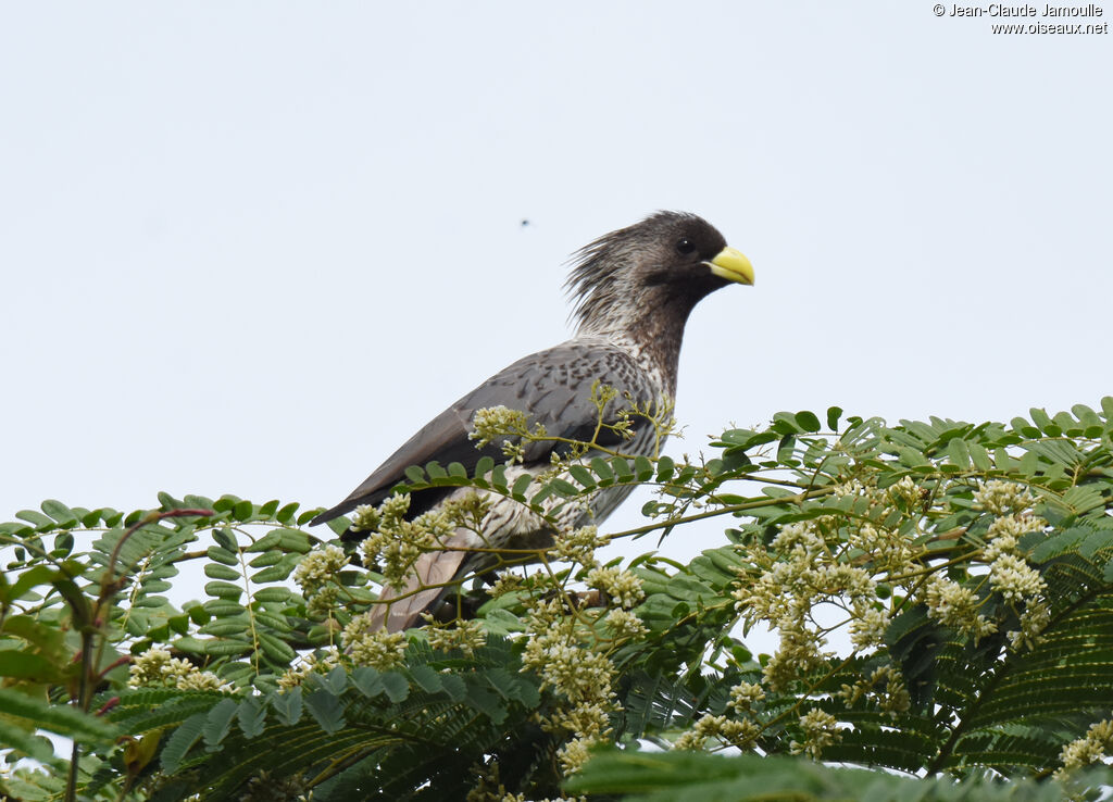 Western Plantain-eater