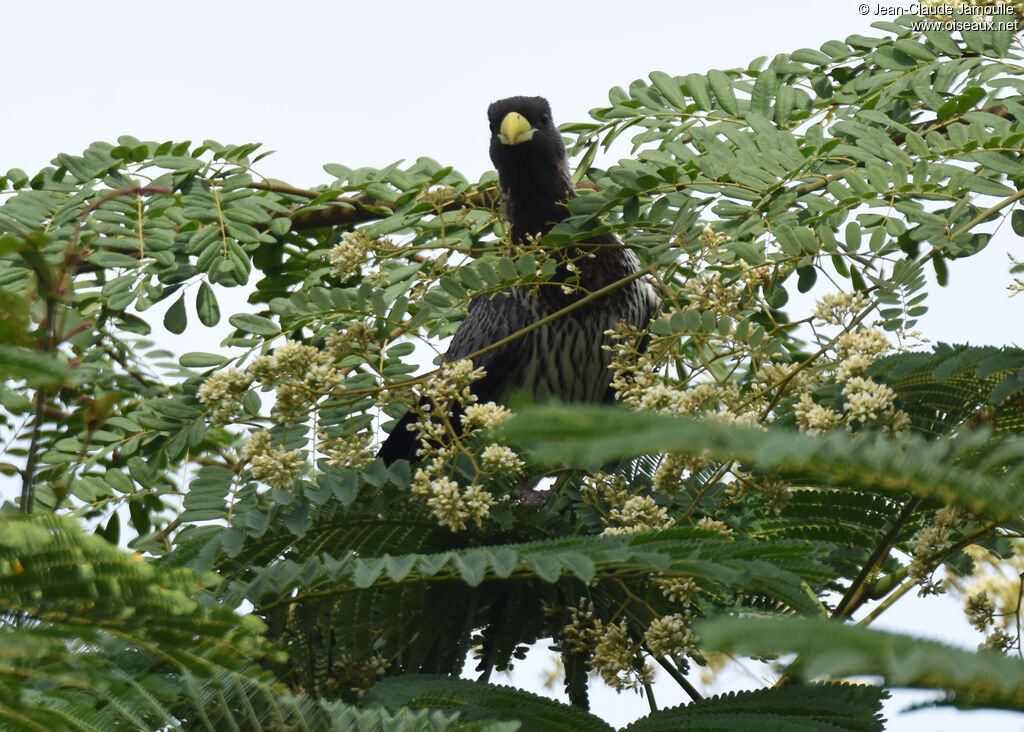 Western Plantain-eater