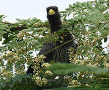 Western Plantain-eater