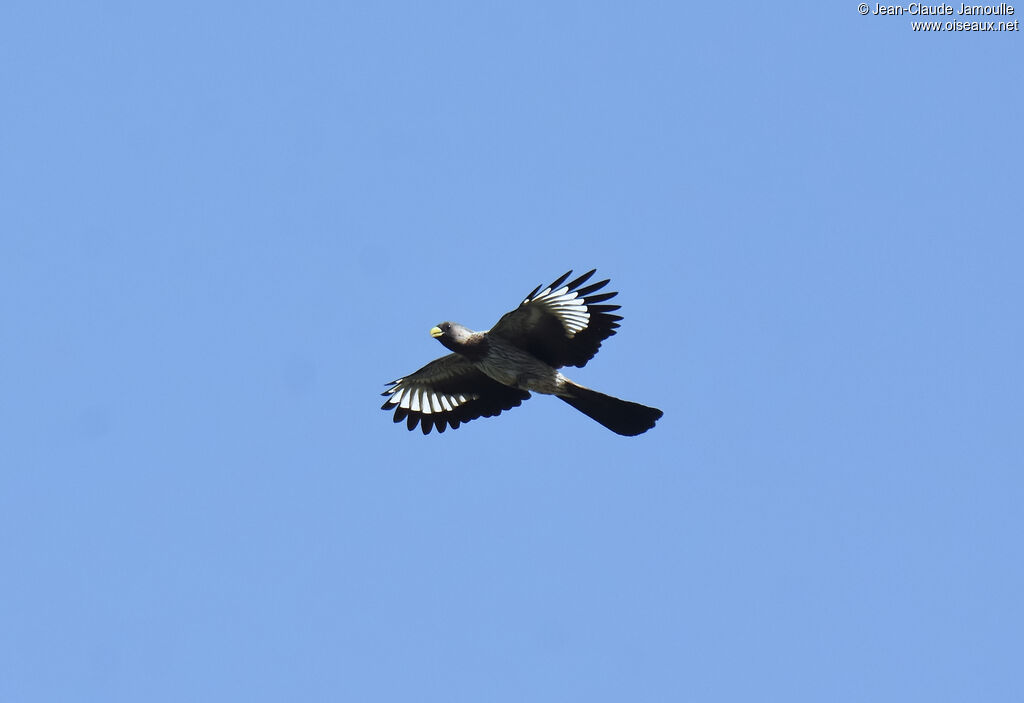 Western Plantain-eater