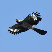 Western Plantain-eater