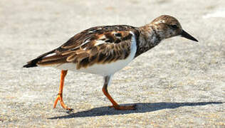 Ruddy Turnstone