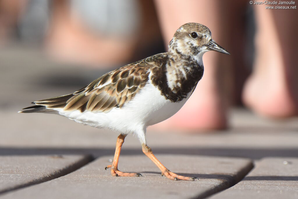 Ruddy Turnstone