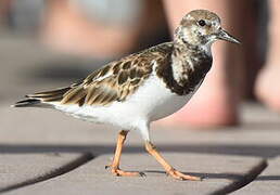 Ruddy Turnstone