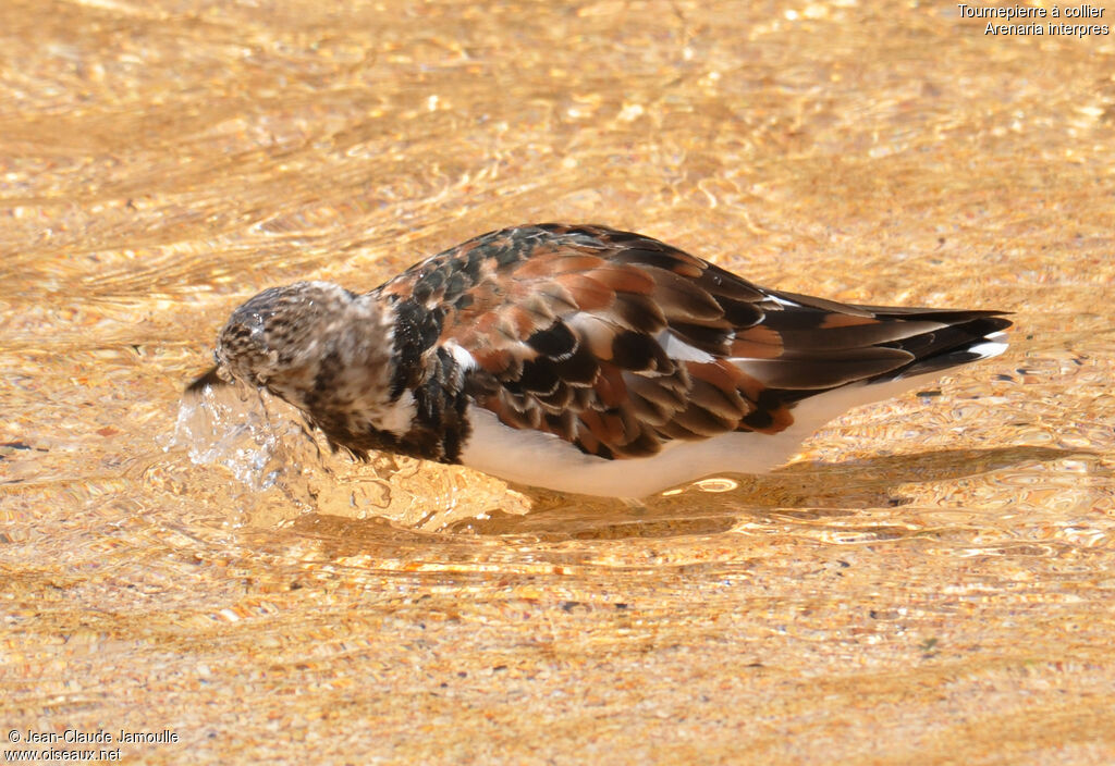 Ruddy Turnstone, Behaviour