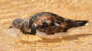 Ruddy Turnstone