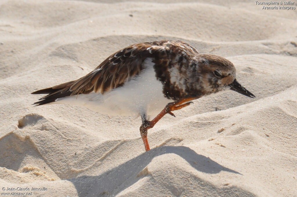 Ruddy Turnstone, Behaviour