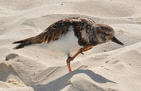 Ruddy Turnstone