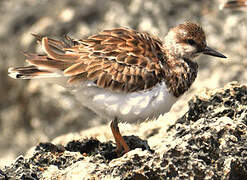 Ruddy Turnstone